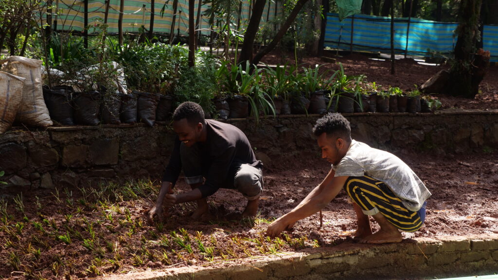 Two men gardening crouched down planting close to the soil part of the twinning project