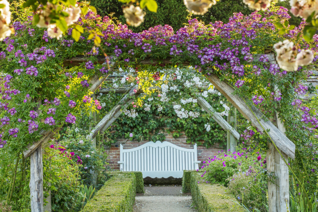 An arch in the Mottisfont rose garden in June. 