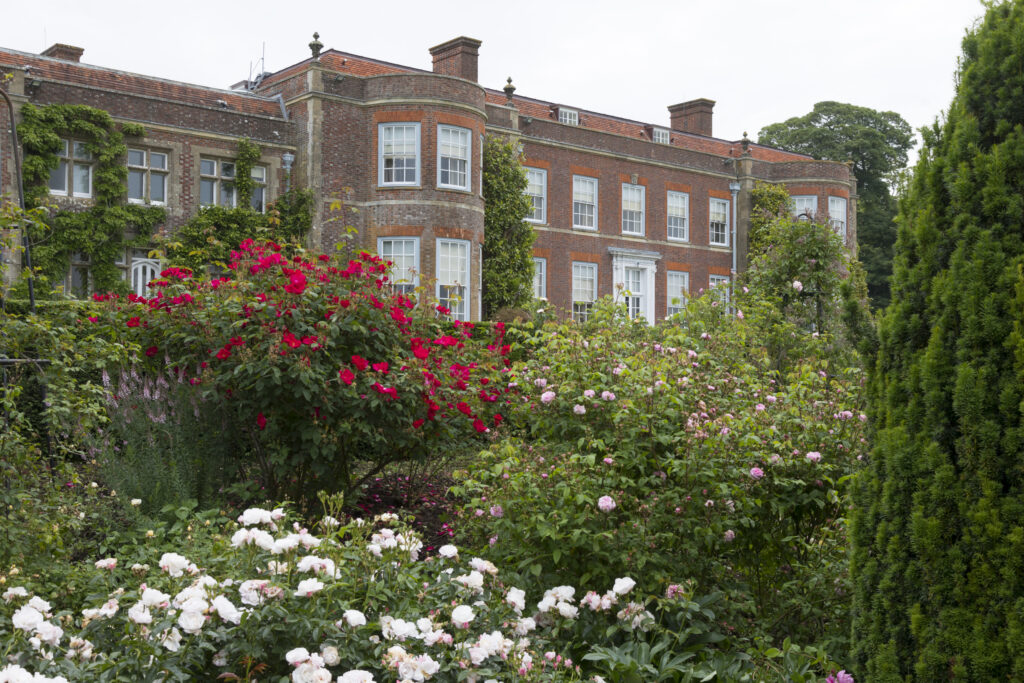A summer display of roses in the garden at Hinton Ampner. 
