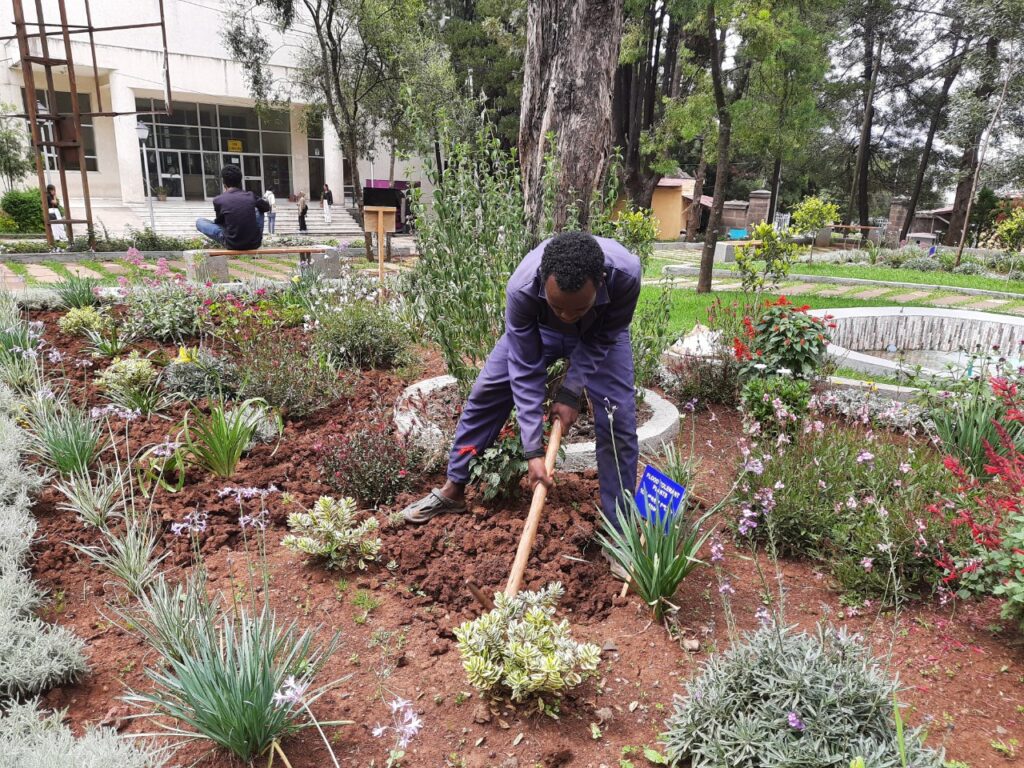 A member of the Heritage Watch Ethiopia team working on the Tsegereda garden in Addis Ababa