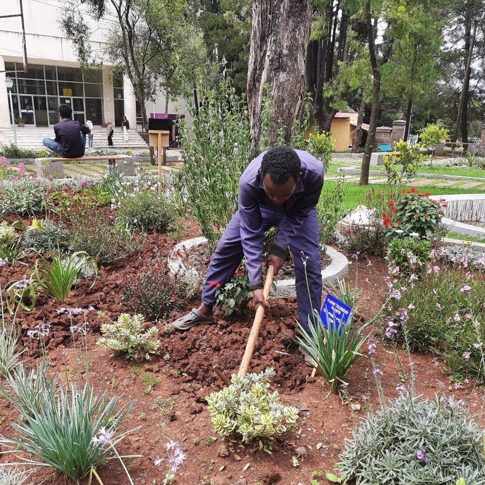 a gardener maintaining Tsegedera Garden in Addis Ababa