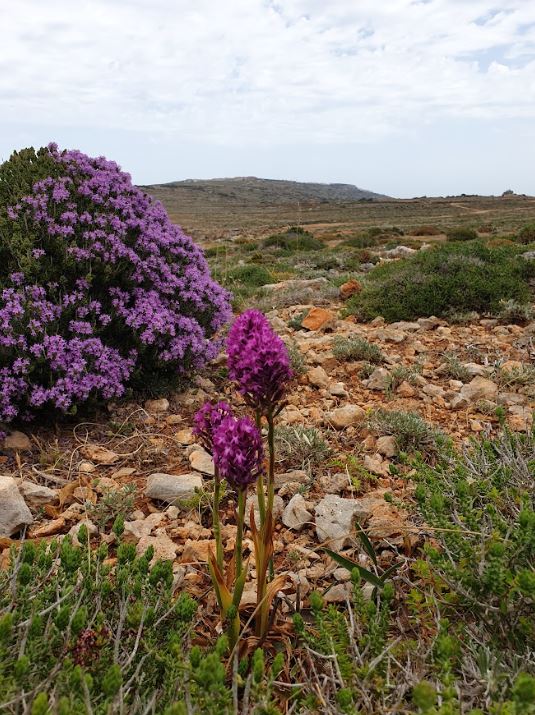 a landscape taken in a nature park in Malta. There are plants with purple flowers growing in a rocky soil, along with green bushes.