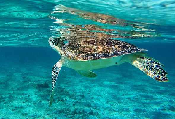 a turtle swimming in clear turquoise sea in the Cayman Islands